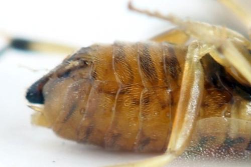 Réf. 332 426 : Pristiphora nigriceps