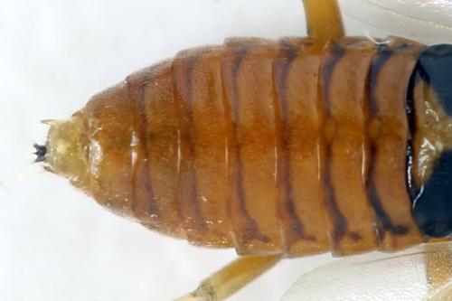 Réf. 332 428 : Pristiphora nigriceps