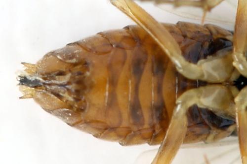 Réf. 332 429 : Pristiphora nigriceps
