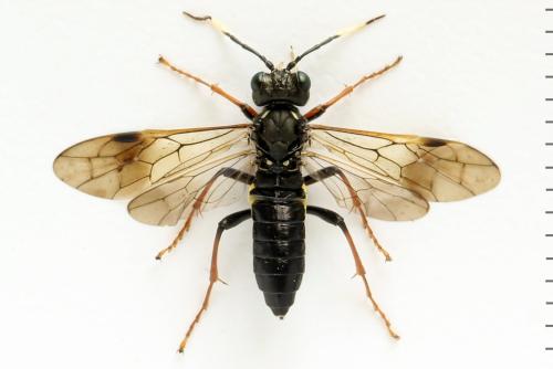Tenthredo silensis