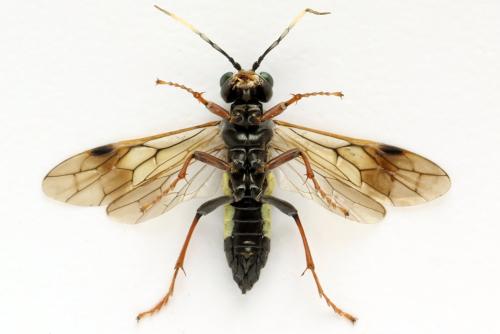 Tenthredo silensis
