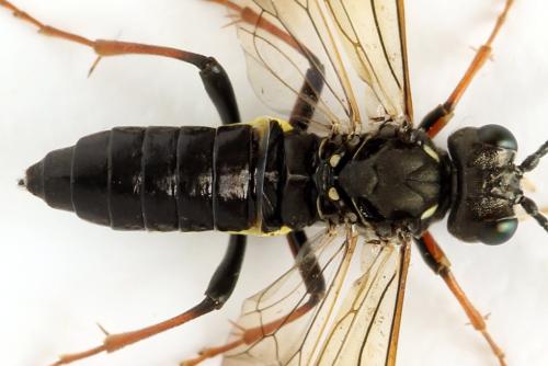 Tenthredo silensis