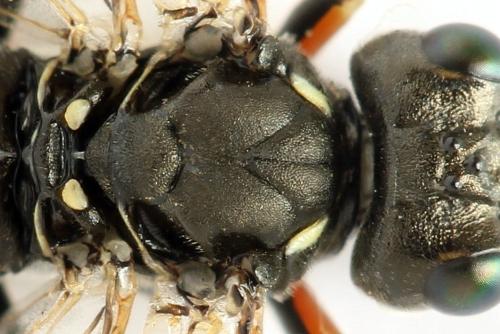 Tenthredo silensis
