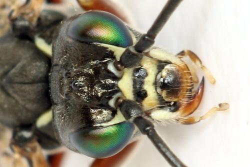 Tenthredo silensis