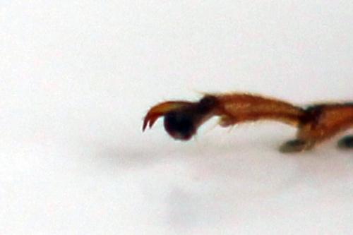 Tenthredo silensis