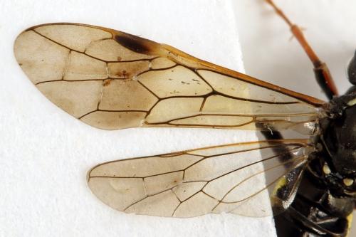 Réf. 332 738 : Tenthredo silensis