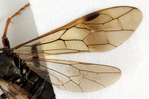 Réf. 332 739 : Tenthredo silensis