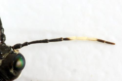 Réf. 332 740 : Tenthredo silensis