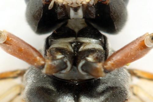 Réf. 332 741 : Tenthredo silensis