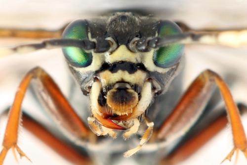 Réf. 332 742 : Tenthredo silensis