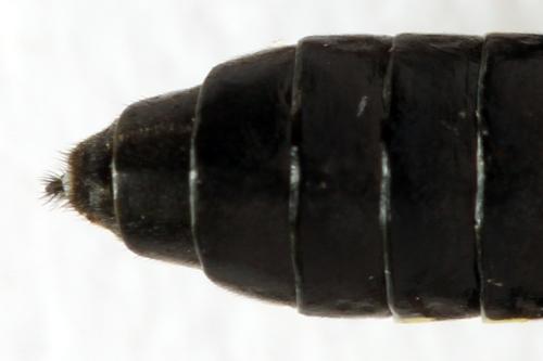 Réf. 332 747 : Tenthredo silensis