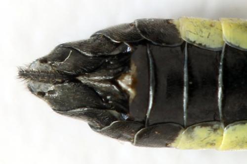Réf. 332 748 : Tenthredo silensis