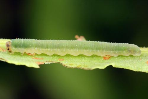 Réf. 332 613 : Ametastegia glabrata