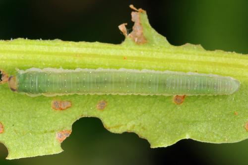Ametastegia glabrata