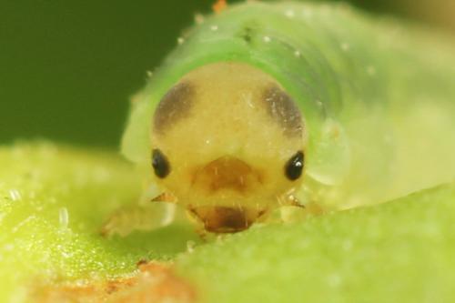 Ametastegia glabrata
