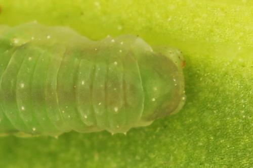 Ametastegia glabrata