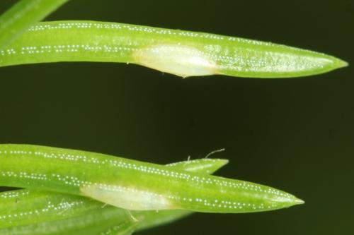 Réf. 332 539 : Microdiprion fuscipennis