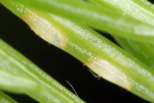 Réf. 332 541 : Microdiprion fuscipennis