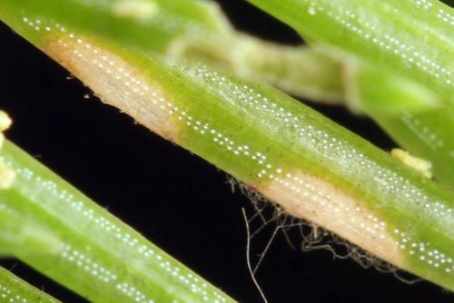 Réf. 332 542 : Microdiprion fuscipennis