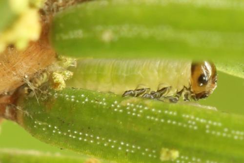 Réf. 332 545 : Microdiprion fuscipennis