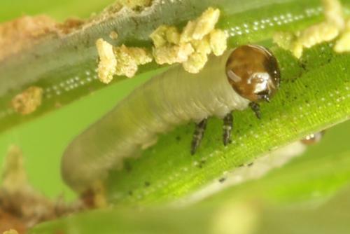 Réf. 332 546 : Microdiprion fuscipennis