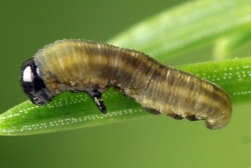 Réf. 332 548 : Microdiprion fuscipennis