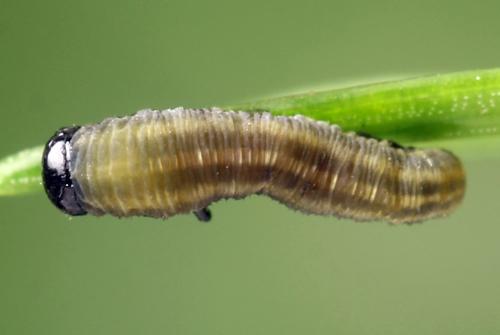 Réf. 332 549 : Microdiprion fuscipennis