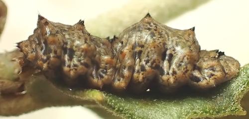 Réf. 332 978 : Didea fasciata