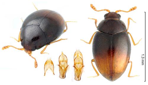 Réf. 332 891 : Ephistemus globulus
