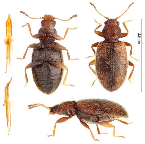 Corticaria punctulata