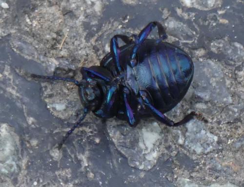 Timarcha goettingensis