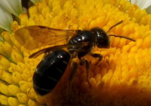 Réf. 332 959 : Halictus sp.