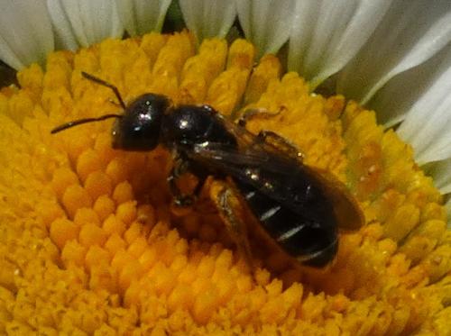 Halictus sp.