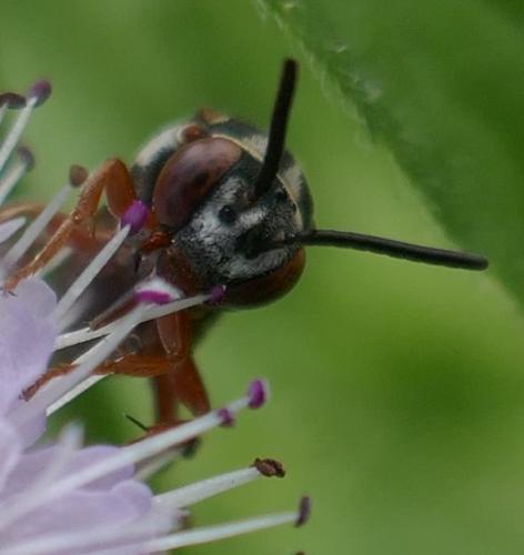 Réf. 332 964 : Epeolus cruciger
