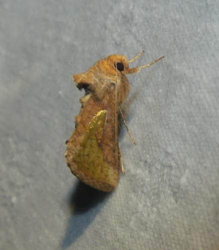 Thysanoplusia orichalcea