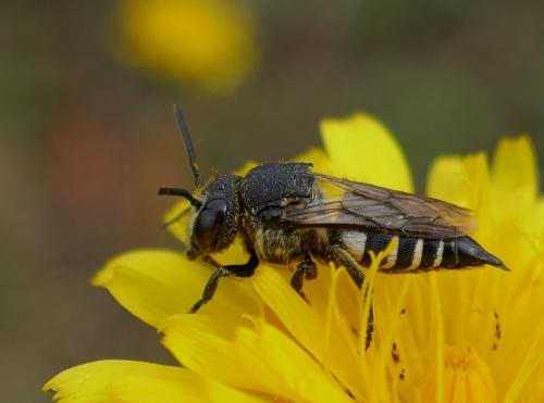 Coelioxys quadridentata