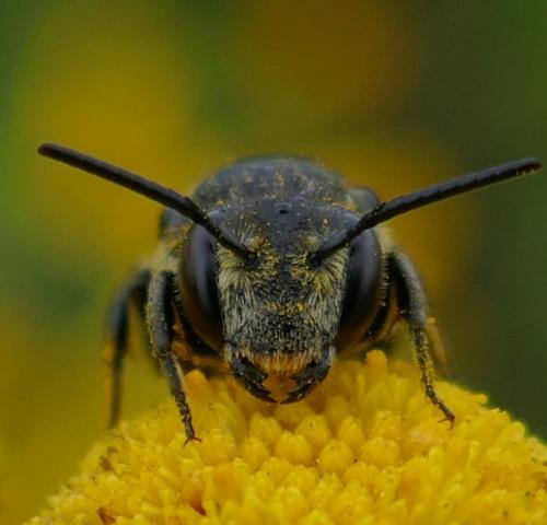 Coelioxys quadridentata