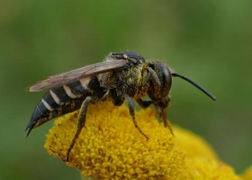 Coelioxys quadridentata