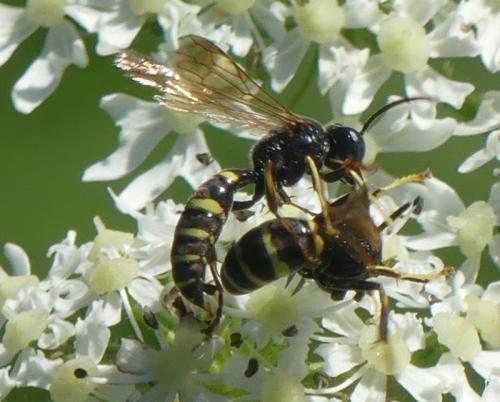 Réf. 332 041 : Gorytes sp.