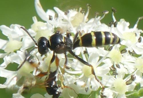 Réf. 332 040 : Gorytes sp.