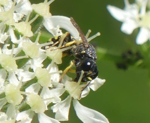 Réf. 332 042 : Ectemnius sp.