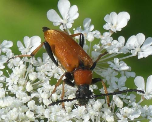 Réf. 332 861 : Stictoleptura rubra