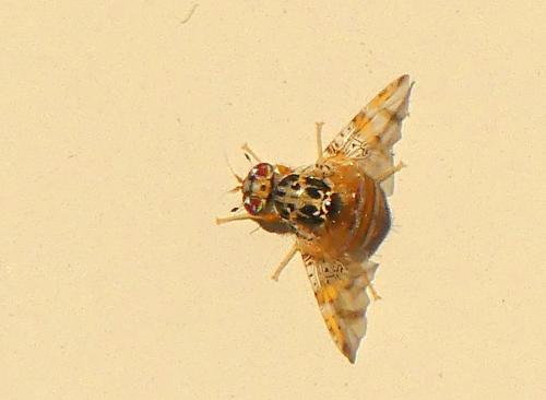 Réf. 332 402 : Ceratitis capitata