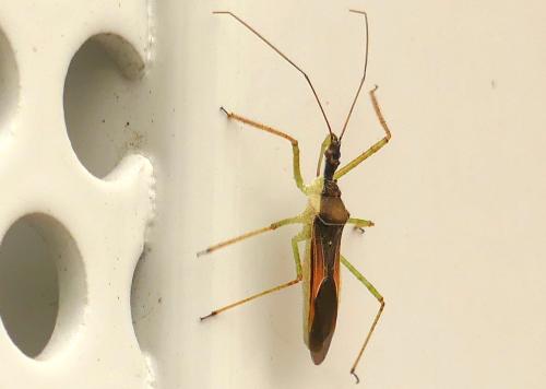 Réf. 332 977 : Zelus renardii