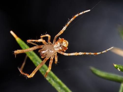 Réf. 332 207 : Ero tuberculata