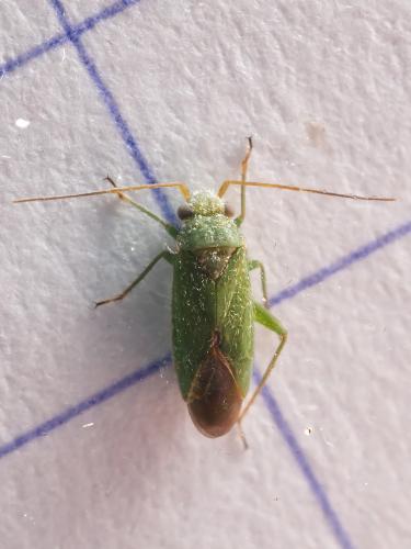 Réf. 332 783 : Platycranus bicolor