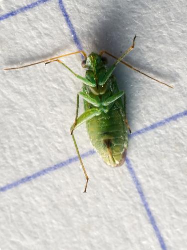 Réf. 332 784 : Platycranus bicolor