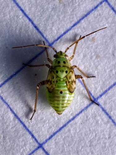 Réf. 332 904 : Lygus sp.