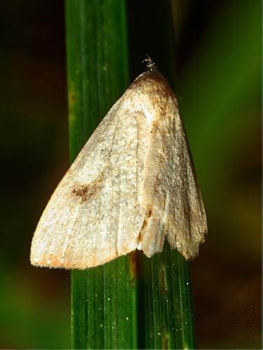 Réf. 332 027 : Rivula sericealis