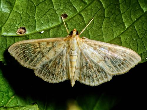 Réf. 332 026 : Pleuroptya ruralis